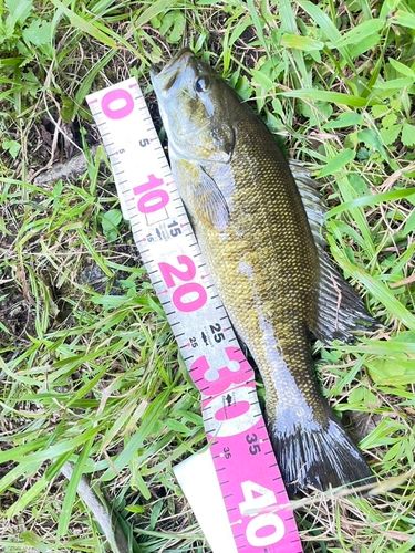 スモールマウスバスの釣果