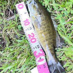 スモールマウスバス