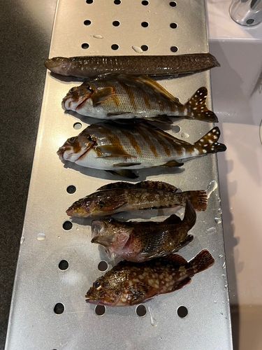 タカノハダイの釣果