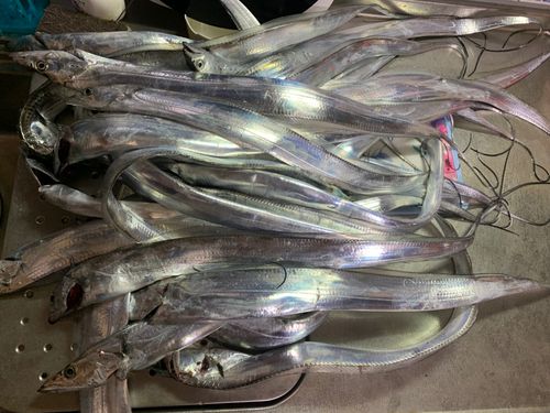 タチウオの釣果