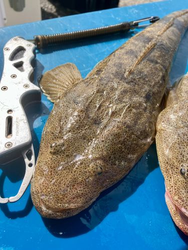 マゴチの釣果