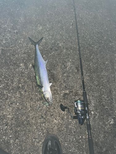 サゴシの釣果