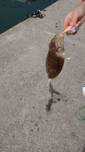 コウイカの釣果