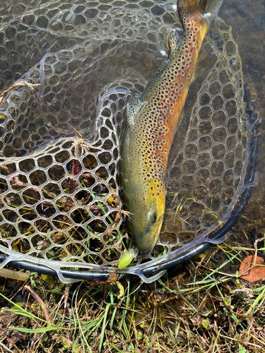 ブラウントラウトの釣果