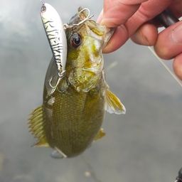 スモールマウスバス