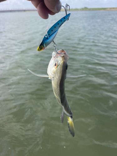 メッキの釣果
