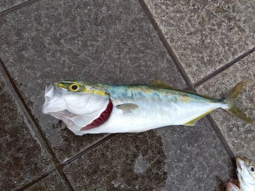 コゾクラの釣果