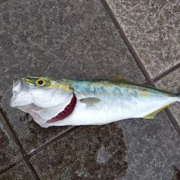コゾクラ