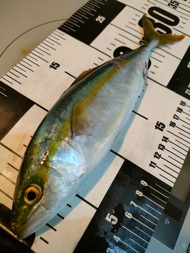 コゾクラの釣果