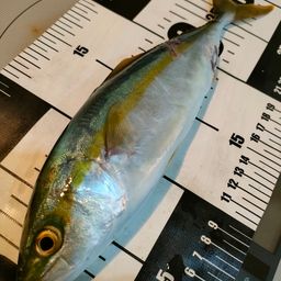 コゾクラ