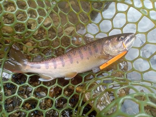 ニジマスの釣果