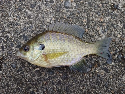 ブルーギルの釣果