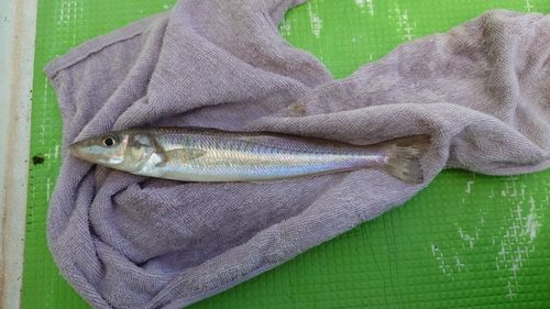 シロギスの釣果