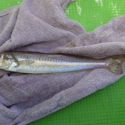 シロギス