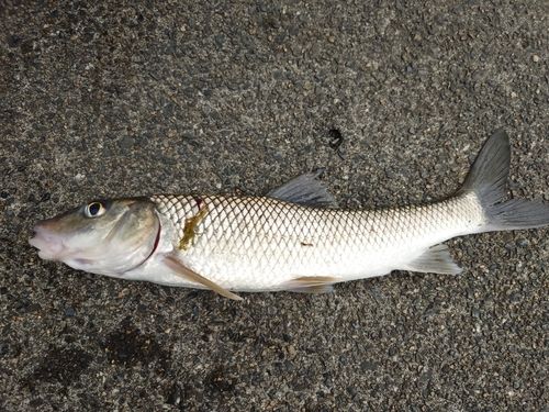 ニゴイの釣果