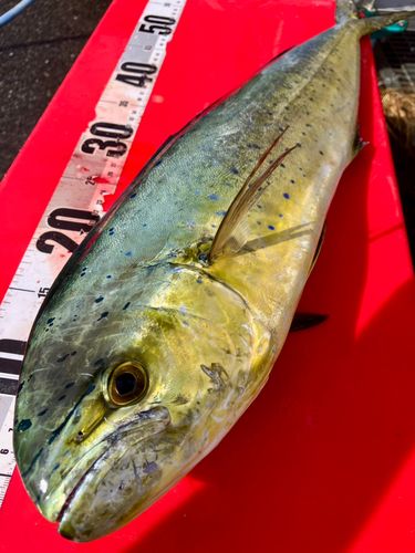 シイラの釣果