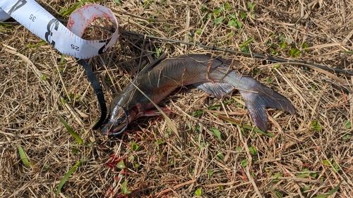 アメリカナマズの釣果