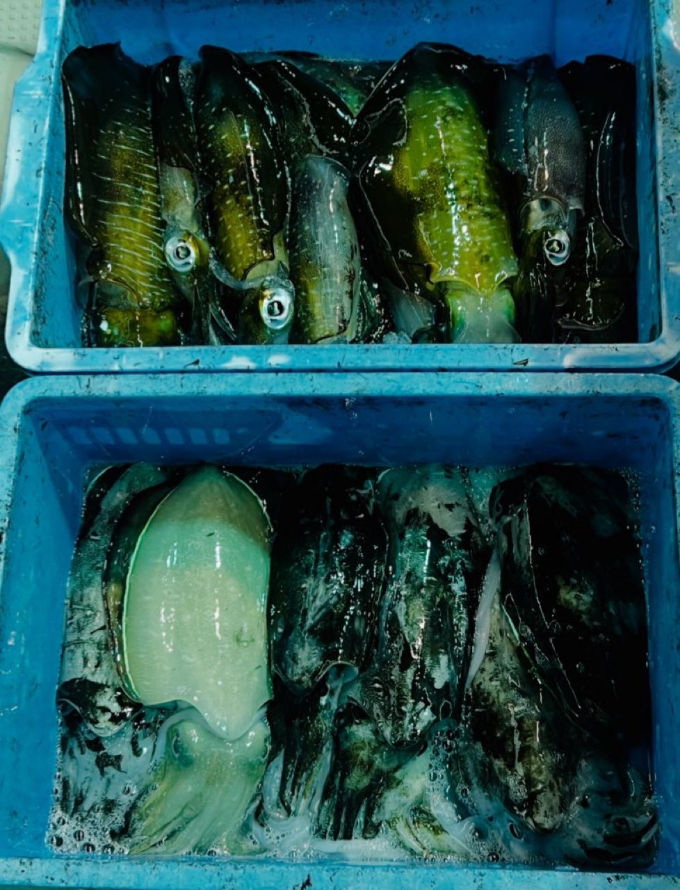 たぴのさんの釣果 1枚目の画像