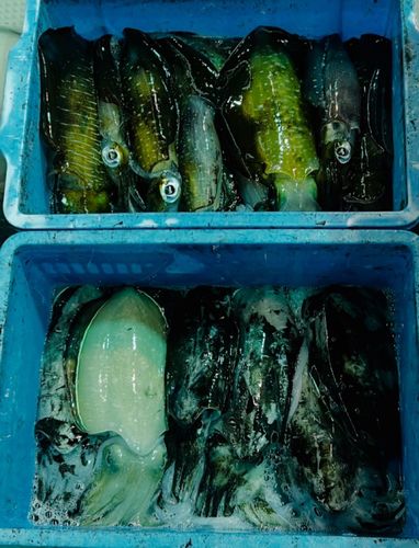 アオリイカの釣果