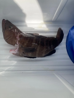マハタモドキの釣果