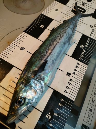 サゴシの釣果