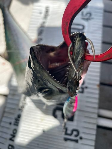 サゴシの釣果