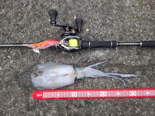 アオリイカの釣果