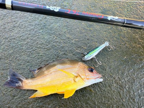 オキフエダイの釣果