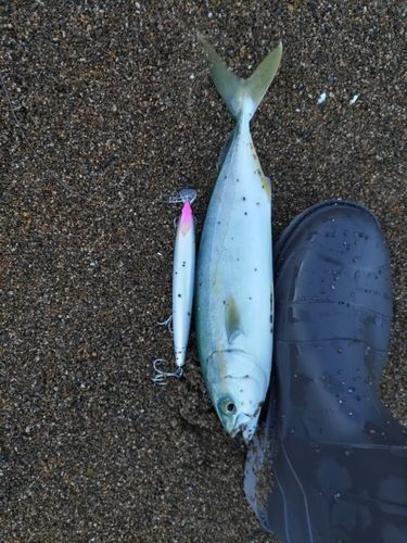 コゾクラの釣果