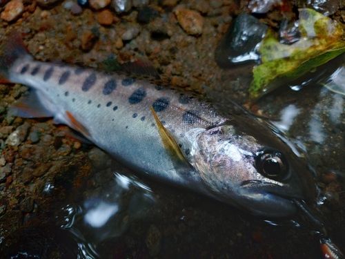 ヤマメの釣果