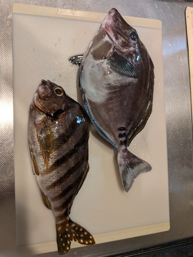 ニザダイの釣果