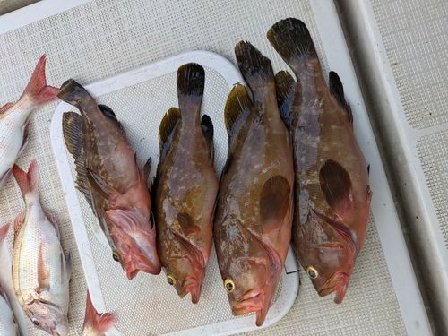 アコウの釣果