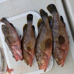 アコウ