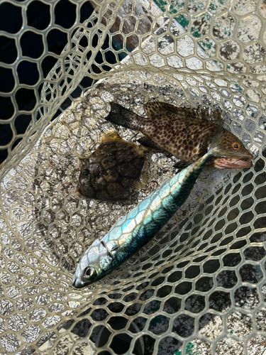 カワハギの釣果