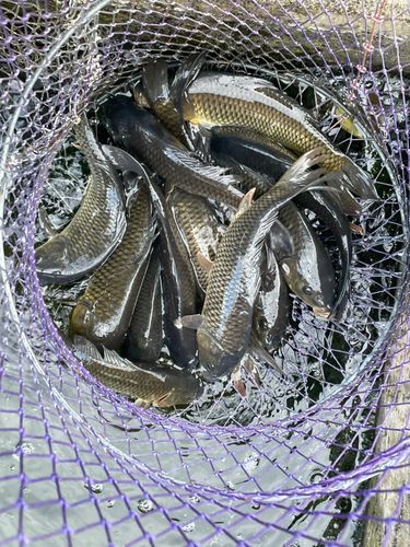 コイの釣果