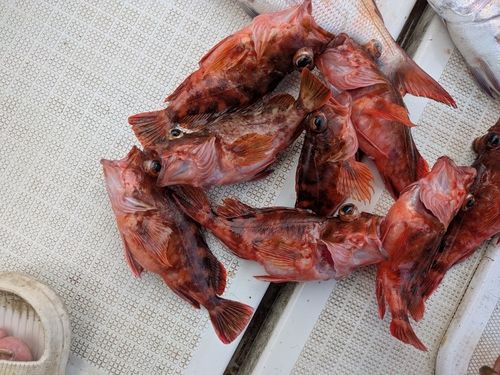 アラカブの釣果
