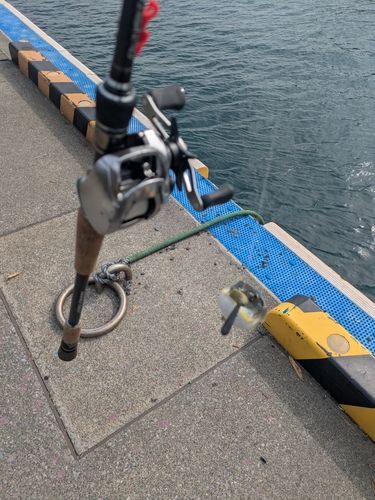 フグの釣果