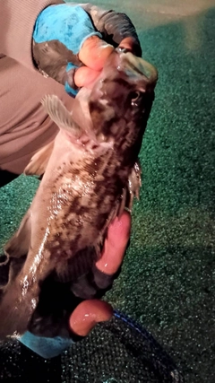 クロソイの釣果