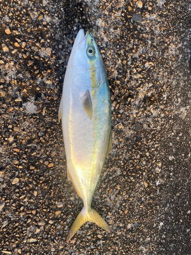 ハマチの釣果