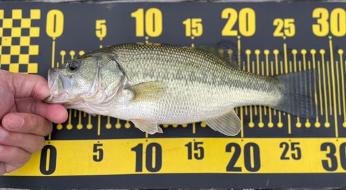 ラージマウスバスの釣果