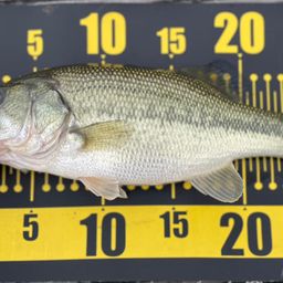 ラージマウスバス