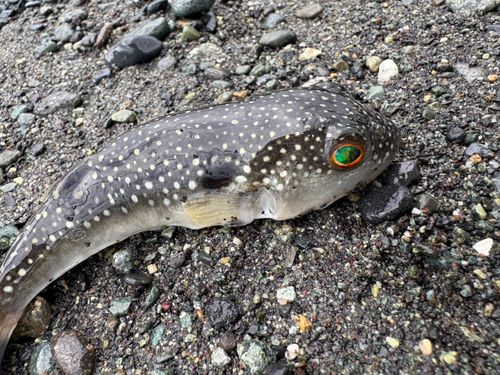 クサフグの釣果