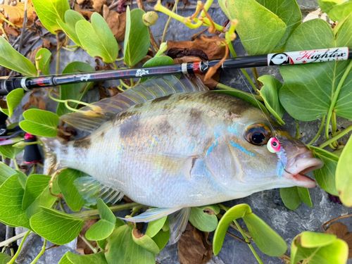 フエダイの釣果