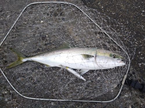 ワラサの釣果