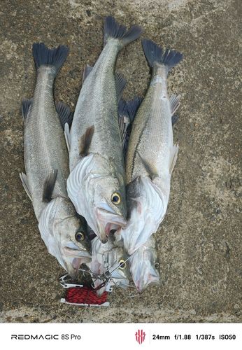 シーバスの釣果
