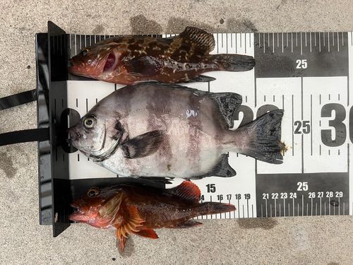 イシダイの釣果