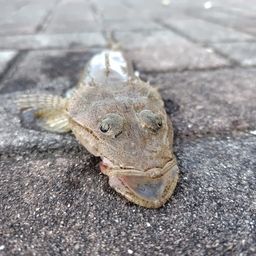 ワニゴチ