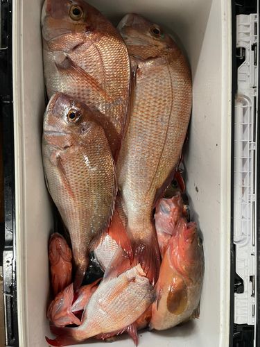 マダイの釣果
