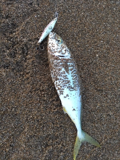 サゴシの釣果