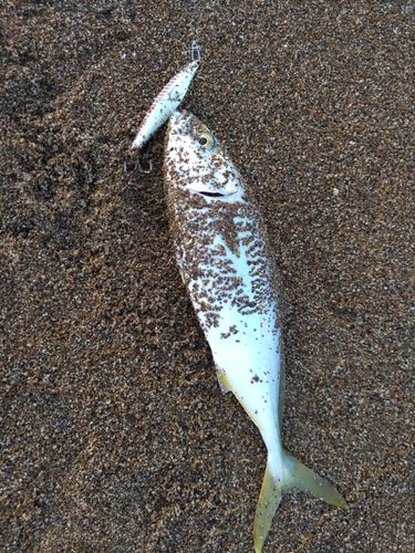 サゴシの釣果